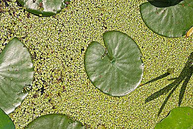 潜行策略游戏《埃里克斯霍姆：被偷走的梦》公布