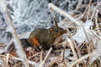 网飞6500万欧元收购Next Games 想打造世界级游戏